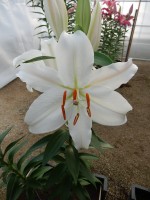 [4312 Nobel GA No02.JPG]